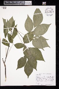 Staphylea trifolia image