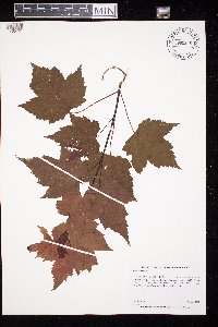 Acer rubrum image