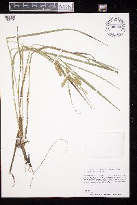 Carex hystericina image