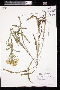 Solidago riddellii image