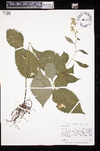 Solidago flexicaulis image