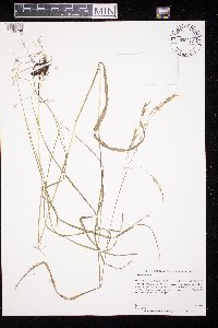 Bromus ciliatus image