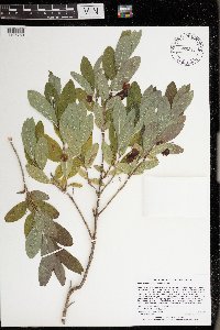 Lonicera oblongifolia image