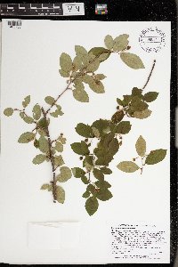 Cotoneaster lucidus image