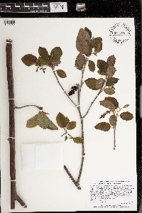 Alnus incana subsp. rugosa image