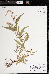 Persicaria lapathifolia image