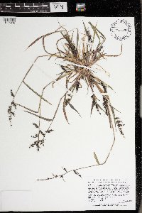 Echinochloa muricata image