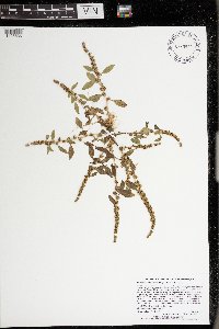 Amaranthus tuberculatus image