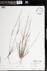 Aristida basiramea image