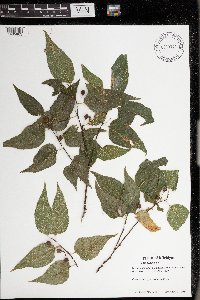 Celtis occidentalis image