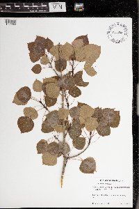 Populus tremuloides image