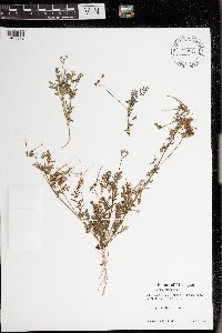 Erodium cicutarium image