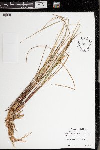 Carex rostrata image