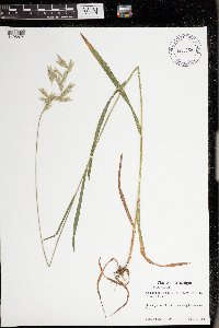 Bromus kalmii image