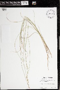 Carex echinata image