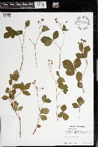 Rubus hispidus image