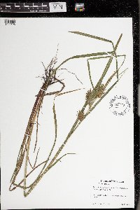 Carex lupulina image