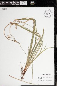 Carex castanea image