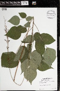 Desmodium glutinosum image