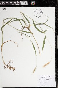 Elymus villosus image