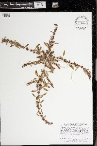 Amaranthus tuberculatus image