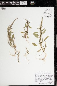 Amaranthus tuberculatus image