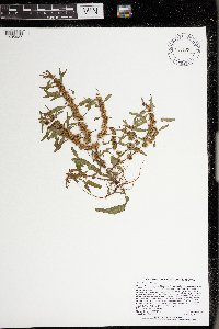 Rumex fueginus image