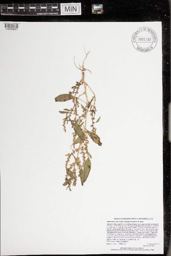 Amaranthus tuberculatus image