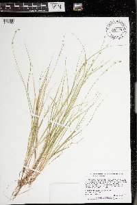 Carex trisperma image