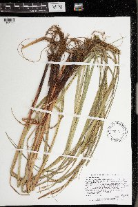 Carex atherodes image