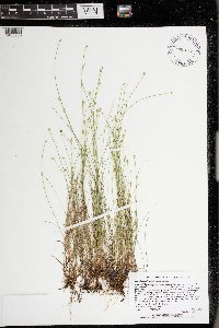 Carex leptalea image