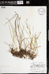 Carex meadii image