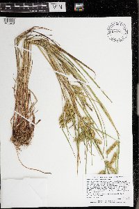 Carex hystericina image