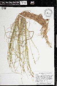 Carex canescens image