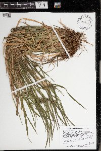 Carex intumescens image