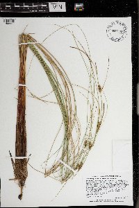 Carex lasiocarpa image