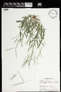 Digitaria ischaemum image