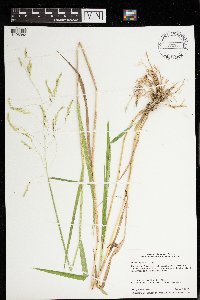 Leersia oryzoides image