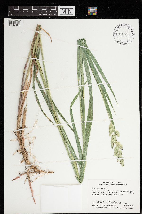 Phalaris arundinacea image