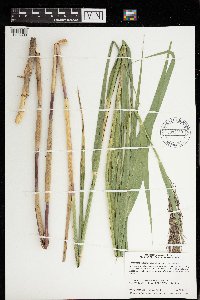 Phragmites australis image