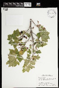 Ribes americanum image