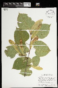 Tilia americana image