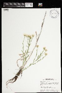 Solidago ptarmicoides image