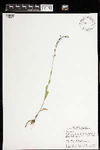 Lobelia spicata image