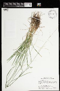 Glyceria striata image