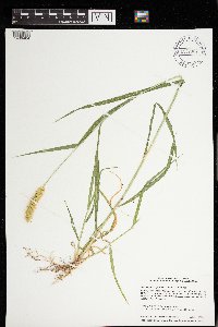 Setaria pumila image