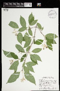 Cornus racemosa image