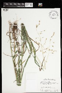 Bromus pubescens image