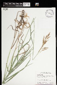 Bromus inermis image