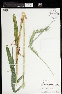 Elymus wiegandii image